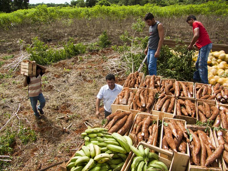  A agricultura familiar também será destaque na Fenagri 2016, através do Primeiro Encontro de Negócios, que pretende movimentar mais de R$5 milhões /Foto: divulgação