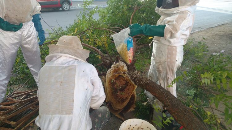 Durante a remoção das abelhas, via ficará interditada/Foto:ASCOM