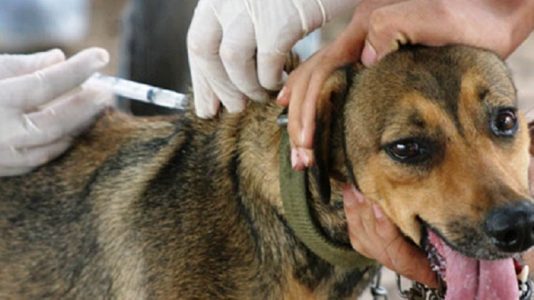 A vacina é importante para imunizar cães e gatos contra a raiva