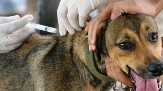 vacina cão antirrábica