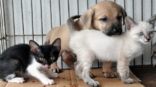 adoção cães e gatos